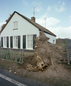 805215 Afbeelding van een door de storm van 25 januari 1990 gevelde boom bij het huis Provincialeweg 120-122 te Bunnik.